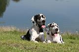 DOGUE ALLEMAND 041